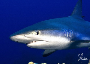 Reef Sharks to the left , to the right, and in front of m... by Steven Anderson 